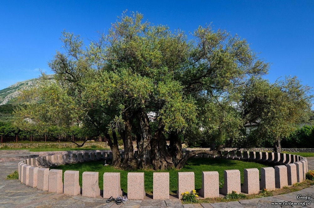 Najstarsze drzewo oliwne w Czarnogórze