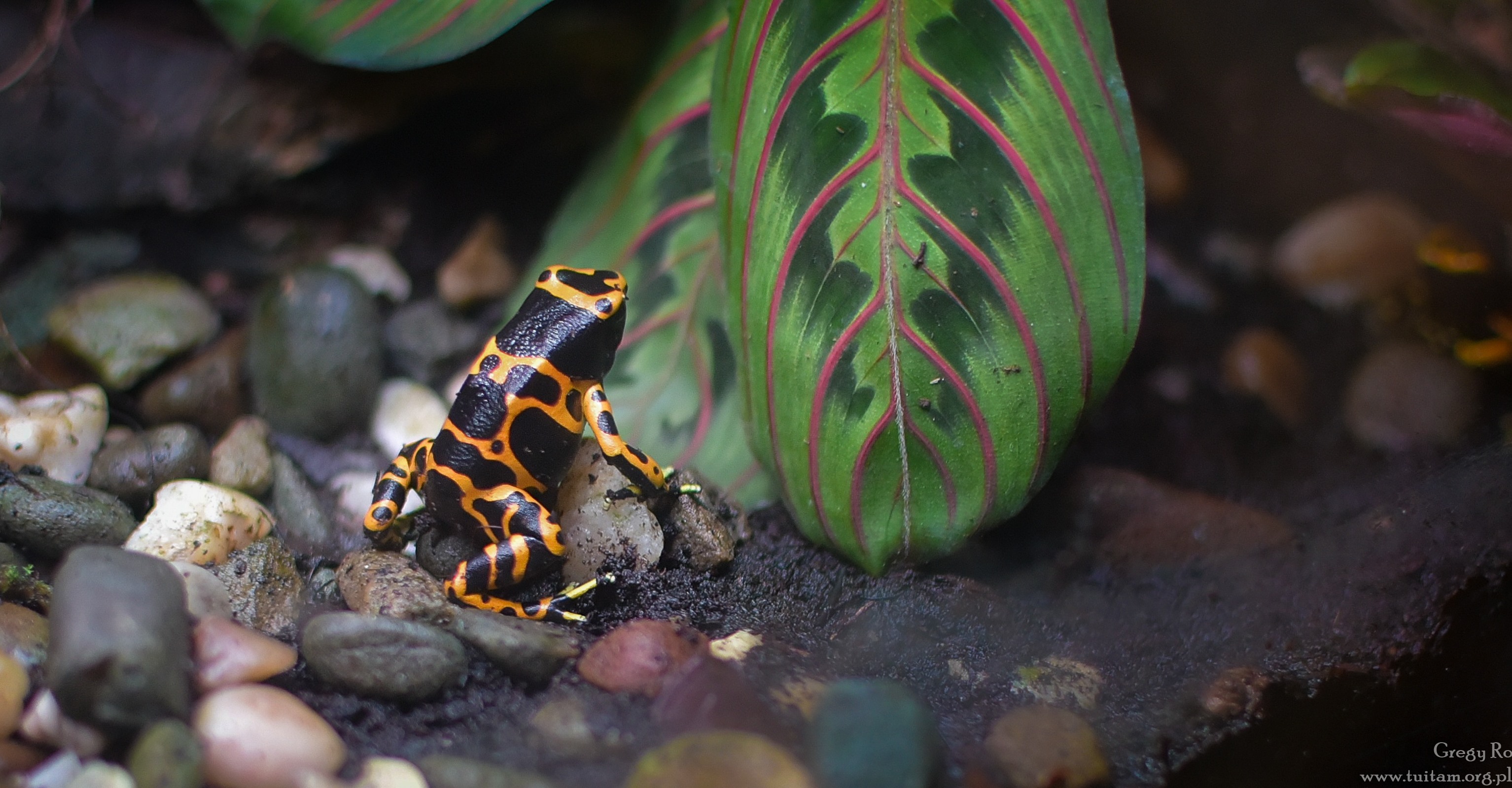 EGZOTARIUM w Sosnowcu